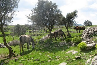 קמפינג נועם בקדיתא