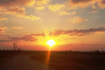 חוות הדקלים